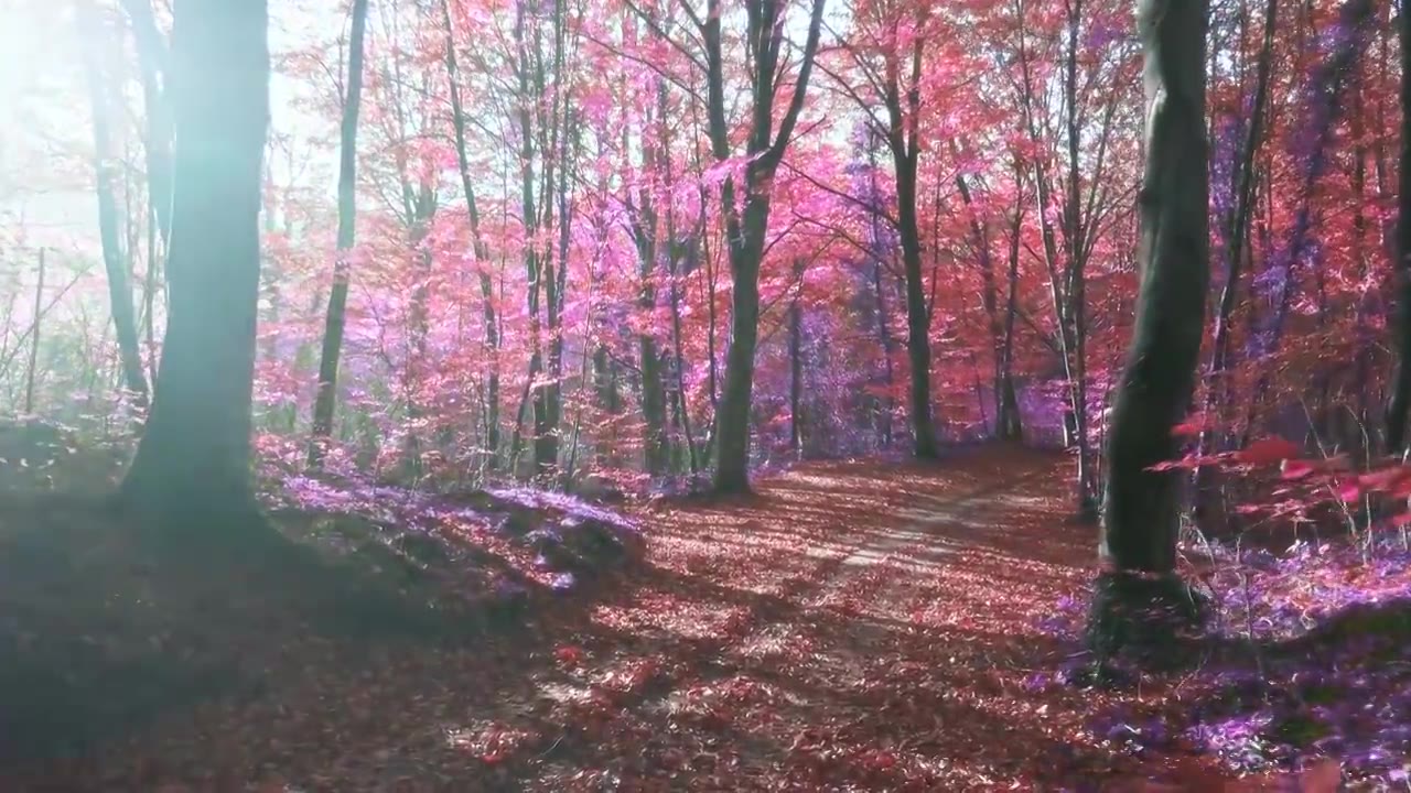 详情图-慢动作视频的阳光在一个超现实的紫色森林