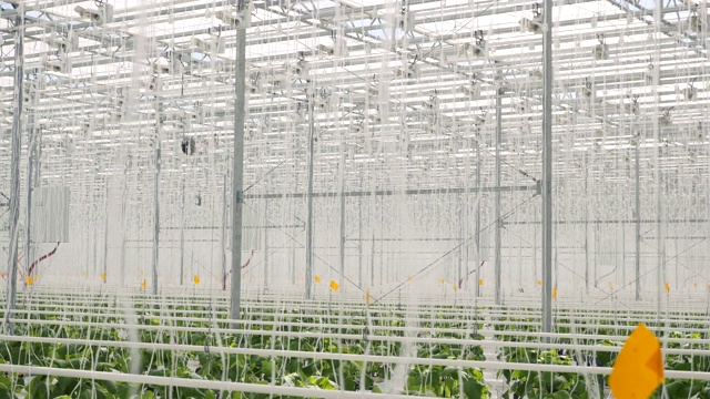 白色大温室蔬菜。大型温室建筑内种植的一排排植物。种植和收集商品用于商业销售。温室农田蔬菜的栽培与选育