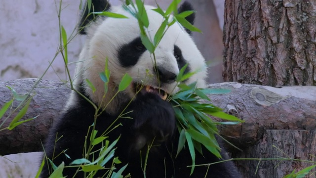 大熊猫(Ailuropoda melanoleuca)也叫熊猫熊或熊猫，是中国中南部的一种熊。