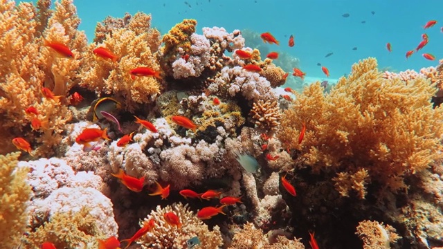 珊瑚礁里的海洋生物