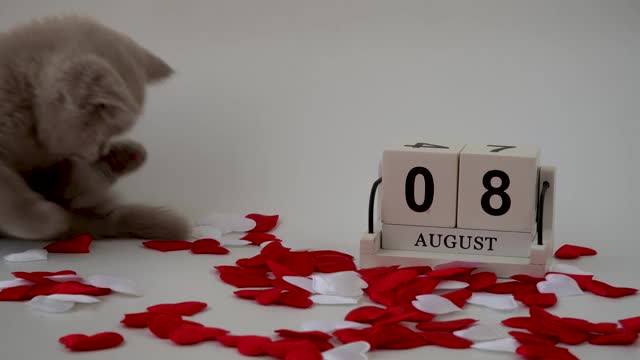 英国短毛猫，猫科动物。猫烟雾缭绕的颜色。可爱的小猫正坐在日历旁边。有选择性的重点。8月8日世界猫日。