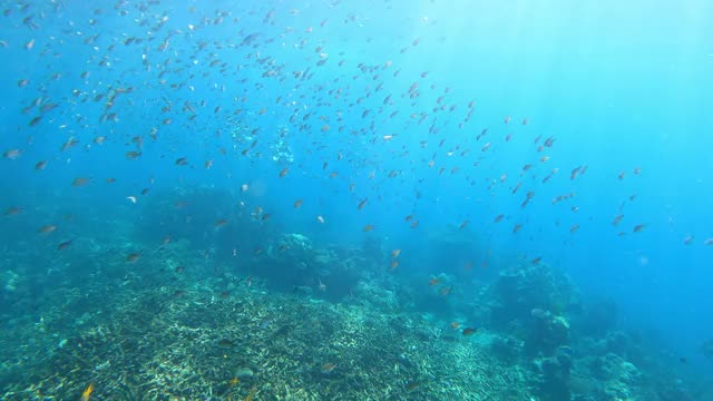 4K群免费潜水朋友戴着长纤维鳍和浮潜面罩潜水在清澈的海水珊瑚礁通过相机