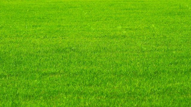 詳情圖-4K野外自然綠色新鮮的草在背景和雨滴效果