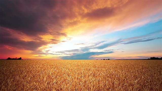 詳情圖-夕陽背景下的麥田