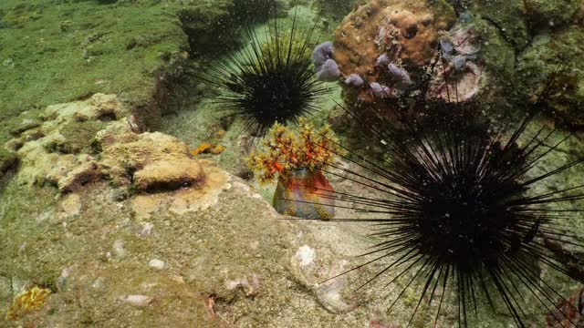 澎湖群岛下的彩色海苹果和长刺海胆
