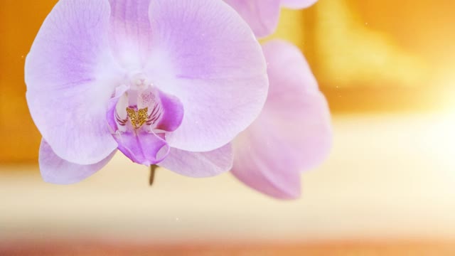 美丽兰花的特写。与动画闪烁的阳光和浮动的粒子。倾斜击球从下到上。主题在左边。