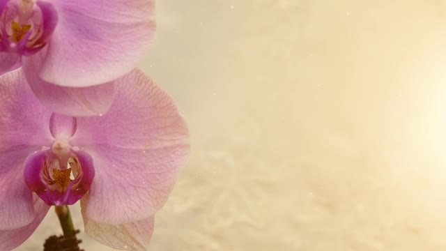 美麗蘭花的特寫。與動畫閃爍的陽光和浮動的粒子。卡車從右向左射擊。主題在左邊。