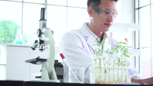 亞洲中部的科學家，生物學家，研究人員研究植物生長的科學研究實驗用光學顯微鏡觀察微小植物的細胞，綠豆在試管中，在生物實驗室。STEM的概念，技術(shù)，生物技術(shù)。