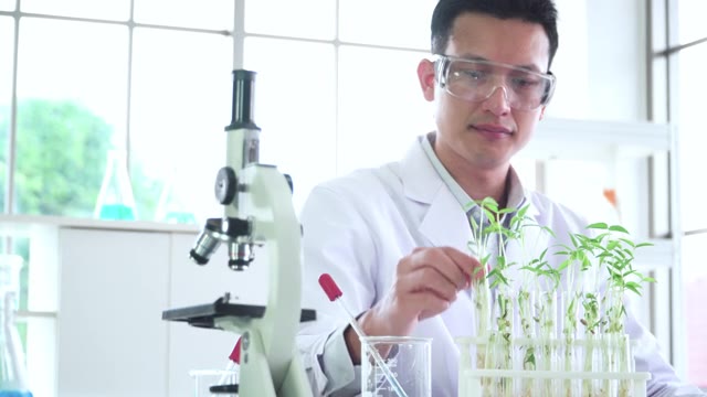 詳情圖-亞洲中部的科學家，生物學家，研究人員研究植物生長的科學研究實驗用光學顯微鏡觀察微小植物的細胞，綠豆在試管中，在生物實驗室。STEM的概念，技術，生物技術。