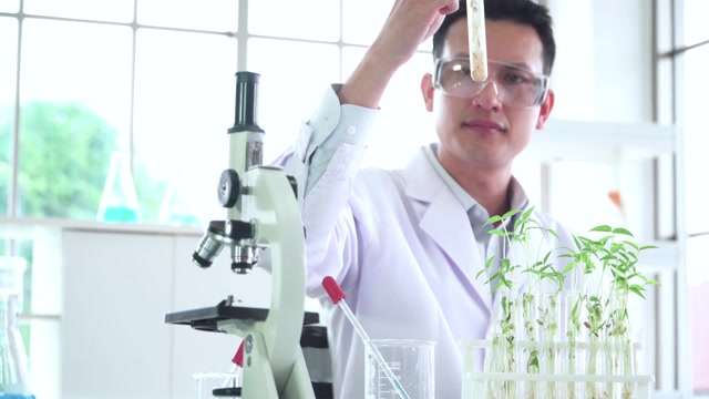 詳情圖-亞洲中部的科學家，生物學家，研究人員研究植物生長的科學研究實驗用光學顯微鏡觀察微小植物的細胞，綠豆在試管中，在生物實驗室。STEM的概念，技術，生物技術。