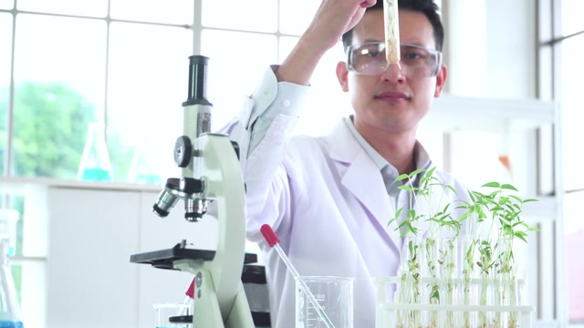 詳情圖-亞洲中部的科學家，生物學家，研究人員研究植物生長的科學研究實驗用光學顯微鏡觀察微小植物的細胞，綠豆在試管中，在生物實驗室。STEM的概念，技術，生物技術。