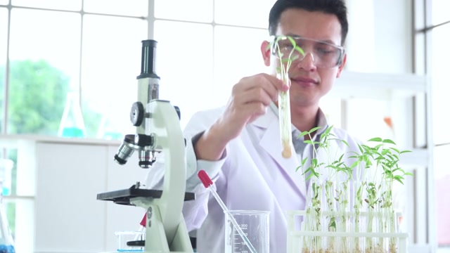 詳情圖-亞洲中部的科學家，生物學家，研究人員研究植物生長的科學研究實驗用光學顯微鏡觀察微小植物的細胞，綠豆在試管中，在生物實驗室。STEM的概念，技術，生物技術。
