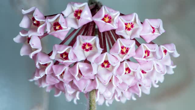 时间流逝盛开的球兰花花-霍亚肉豆蔻，花吊灯，花花蜜
