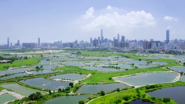詳情圖-在香港和中國深圳之間的鄉(xiāng)村綠地和魚塘