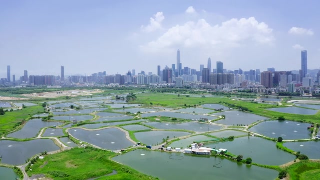 詳情圖-在香港和中國深圳之間的鄉(xiāng)村綠地和魚塘