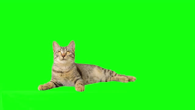 可爱的小猫在绿色的屏幕上