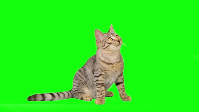 绿色屏幕上可爱的小虎斑猫