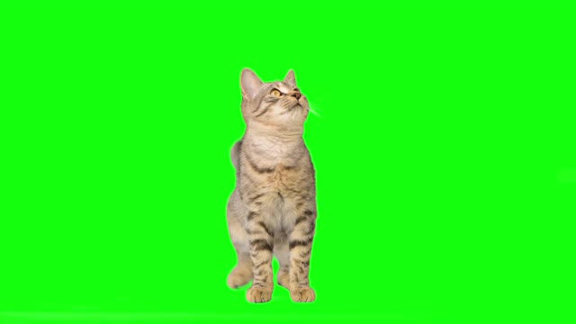 绿色屏幕上可爱的小虎斑猫
