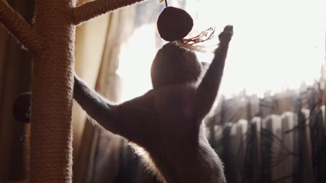 年轻的俄罗斯蓝猫玩球挂在刮板上