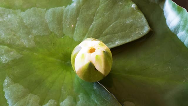 白荷花、荷花、荷花、荷花、荷花、荷花、荷花、荷花、荷花、荷花、荷花、荷花