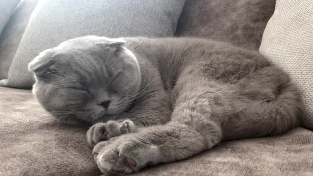 4K:昏昏欲睡的苏格兰折耳猫