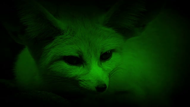 夜视洞穴狐狸和她的伴侣一起