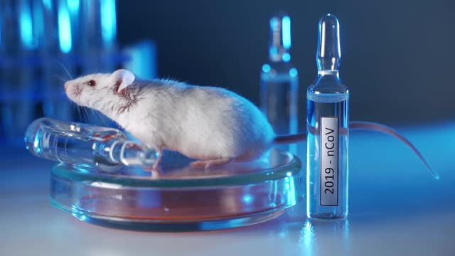 科学家们正在实验室的白鼠身上测试一种冠状病毒疫苗