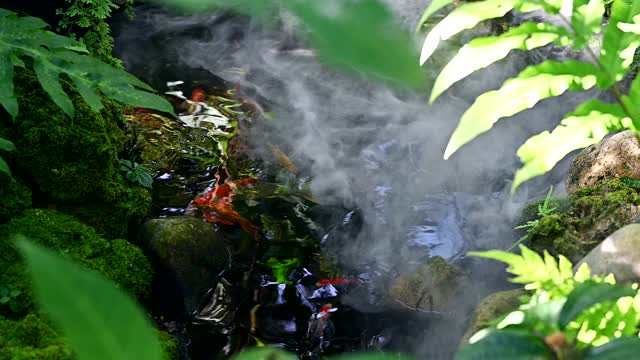 池塘里的鲤鱼或锦鲤。自然公园温泉里的水生动物。