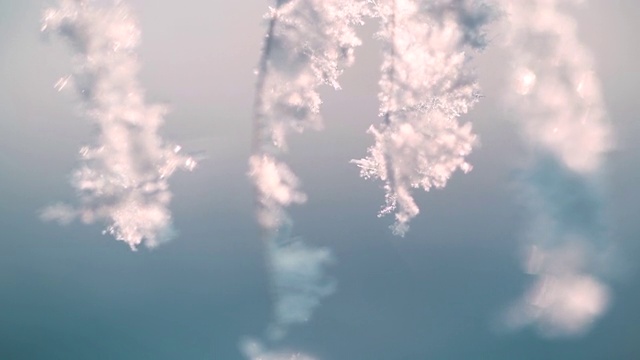 詳情圖-冬季森林中被雪覆蓋的植物。