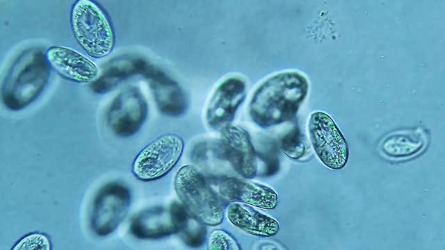 漂浮在水中的纤毛虫微生物群落