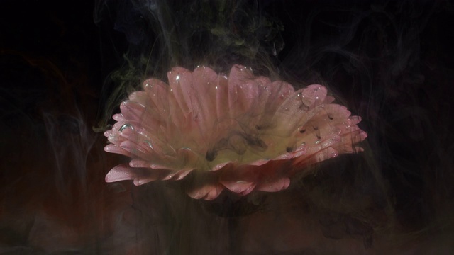 黑色和白色的梅花在水中爆炸，粉红色的花在黑色的背景孤立。彩色墨水像烟一样落在非洲菊上。环境污染的概念。慢动作