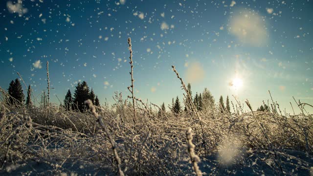 树松云杉在魔法森林冬天与飘落的雪阳光天。雪森林降雪。圣诞冬季新年的背景。Cinemagraph无缝循环动画动态gif渲染。视频循环