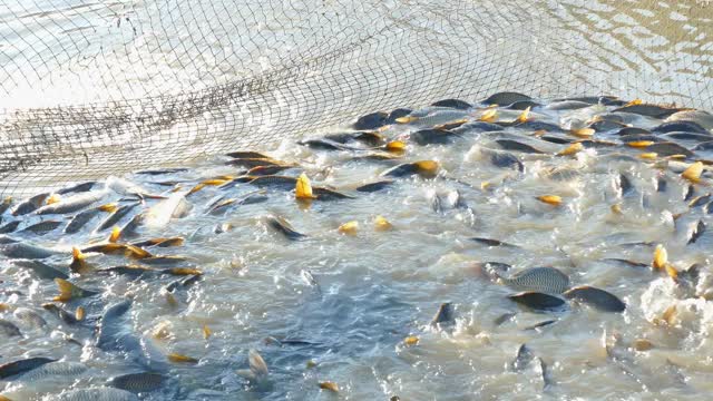 捕捉淡水鱼