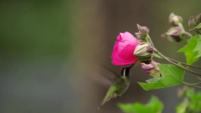 蜂鸟喂食花