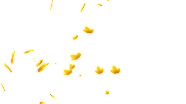 舞枫
