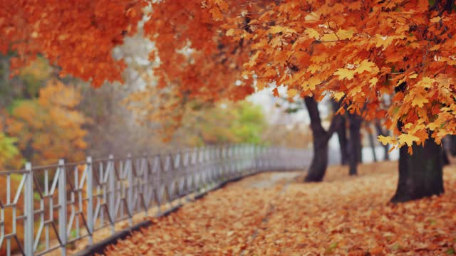 美麗的秋天公園在城市