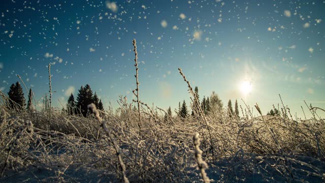 树松云杉在魔法森林冬天与飘落的雪阳光天。雪森林降雪。圣诞冬季新年的背景。Cinemagraph无缝循环动画动态gif渲染。视频循环