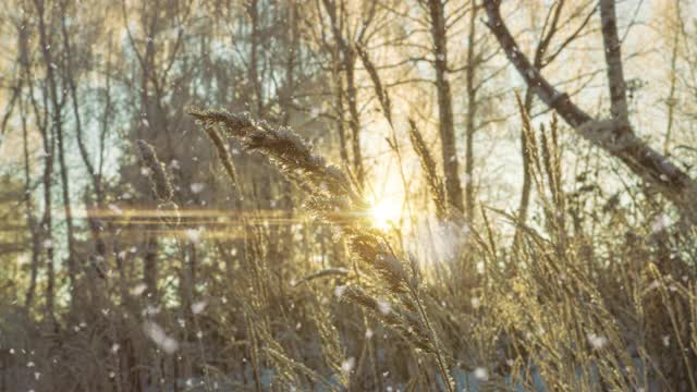 樹松云杉在魔法森林冬天與飄落的雪陽光天。雪森林降雪。圣誕冬季新年的背景。Cinemagraph無縫循環(huán)動畫動態(tài)gif渲染。白色藍(lán)色