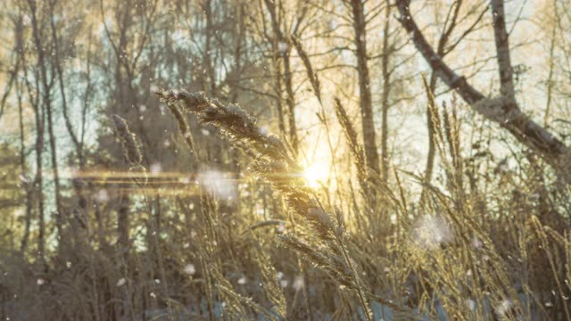 詳情圖-樹松云杉在魔法森林冬天與飄落的雪陽(yáng)光天。雪森林降雪。圣誕冬季新年的背景。Cinemagraph無(wú)縫循環(huán)動(dòng)畫動(dòng)態(tài)gif渲染。白色藍(lán)色