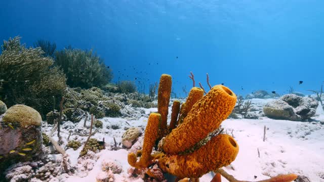在加勒比海珊瑚礁的浅水海景，库拉索岛与鱼，珊瑚和管海绵