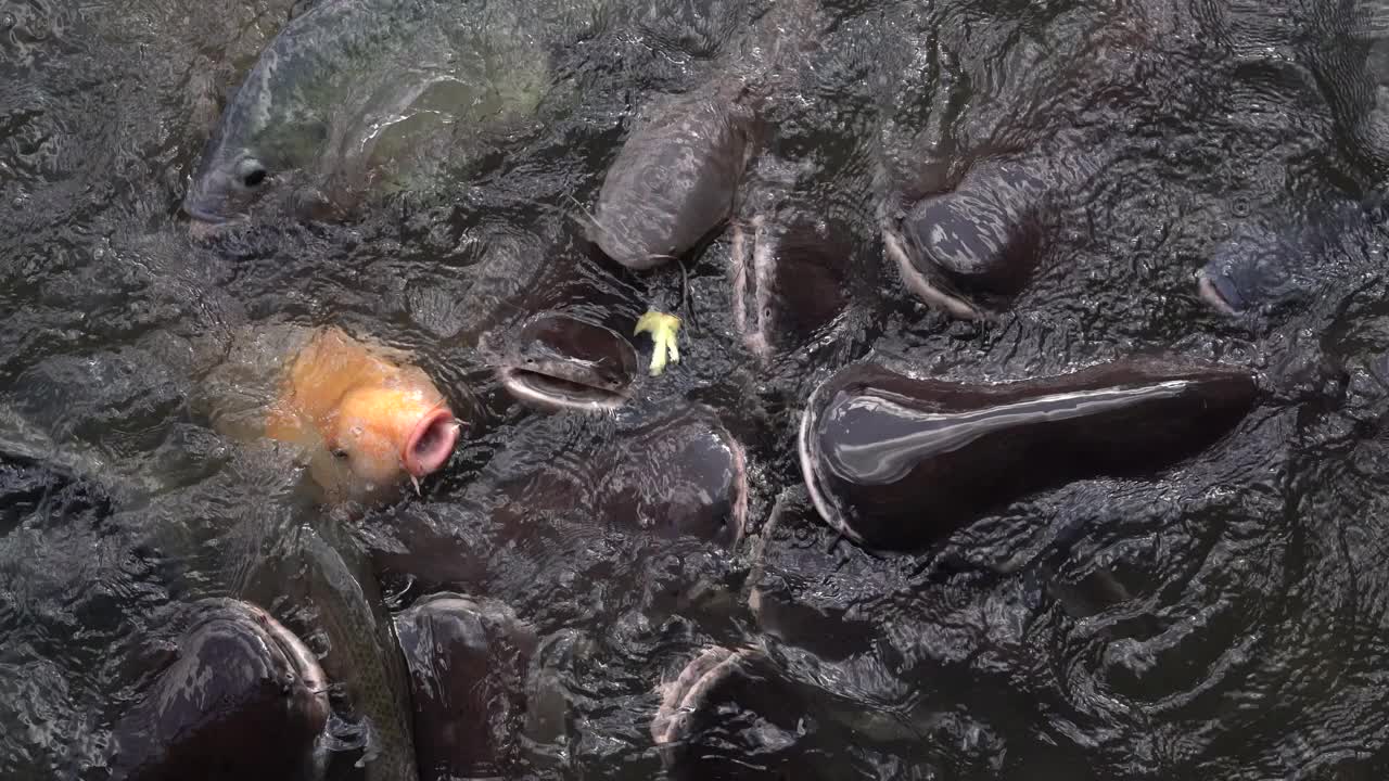 以河流为背景的鱼类摄食