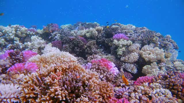 埃及的拉哈米湾，美丽的珊瑚礁上有海洋生物和许多热带鱼/小珊瑚礁