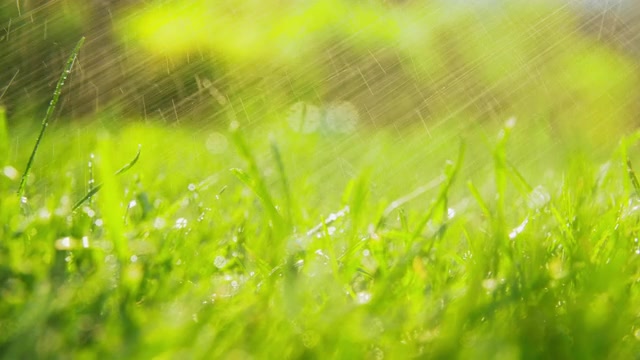 詳情圖-在室外澆灌的綠草或草坪