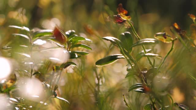 绿色植物生长在芬兰的森林里。模糊background.close-up