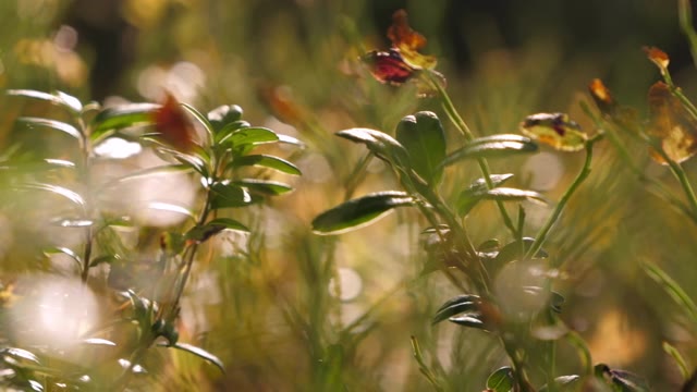 详情图-绿色植物生长在芬兰的森林里。模糊background.close-up
