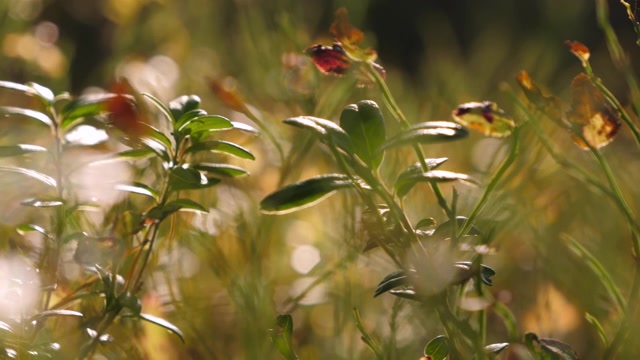 详情图-绿色植物生长在芬兰的森林里。模糊background.close-up