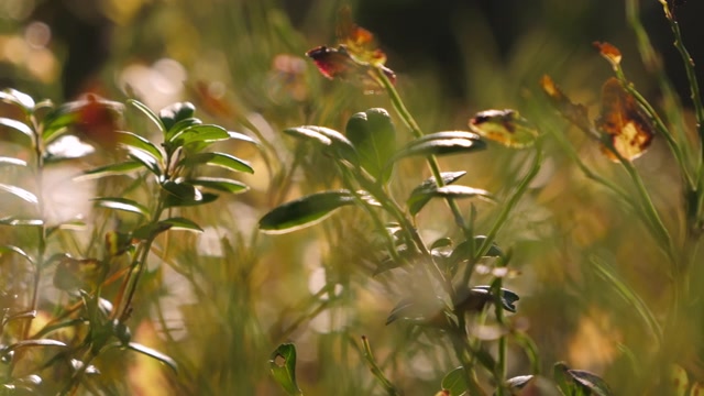 详情图-绿色植物生长在芬兰的森林里。模糊background.close-up