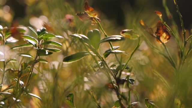详情图-绿色植物生长在芬兰的森林里。模糊background.close-up