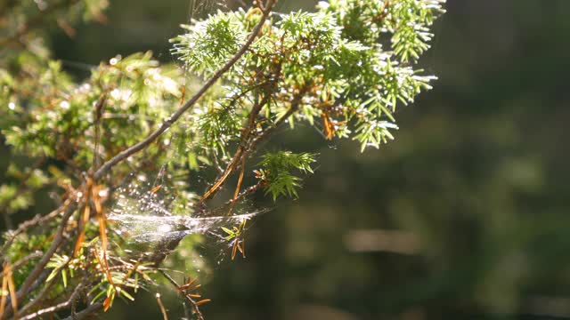 阳光灿烂地照在芬兰的绿色植物上。模糊background.close-up