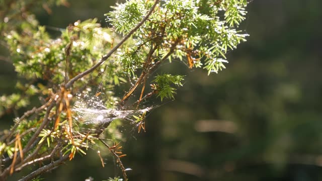 詳情圖-陽光燦爛地照在芬蘭的綠色植物上。模糊background.close-up